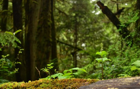 RIM PAcific Provincial Park