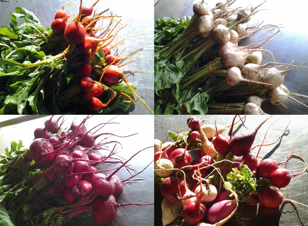 Distintas betarragas y rabanitos, North Arm Farm