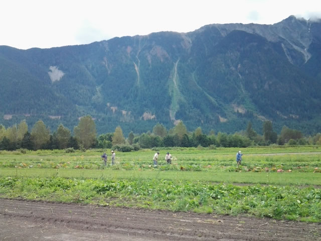 Los chicos desmalezando, North Arm Farm