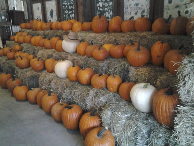 Preparando las calabazas para Halloween - North Arm Farm