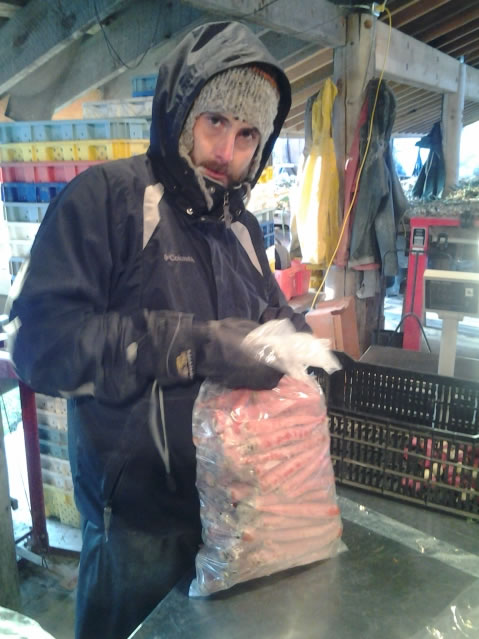 Vic, con frío, empaquetando zanahorias - North Arm Farm