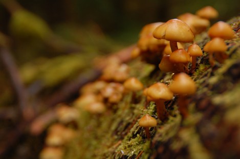 08_olympic peninsula