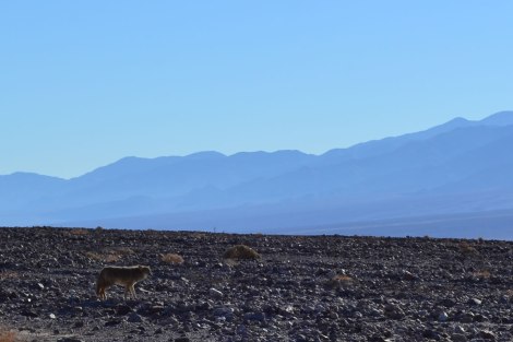 death_valley_coyote