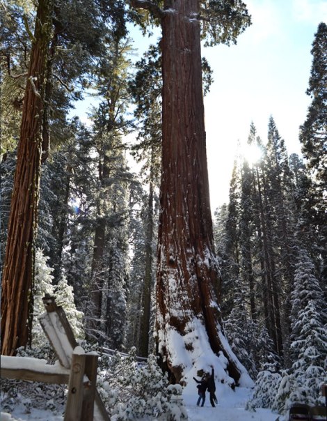 La segunda secuoya más grande del mundo!