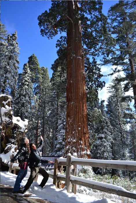 Les presentamos las Secuoyas!!