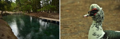 (izq) Este es un brazo de agua que sale de la Laguna de la Media Luna. (der) un pato punk nos fue a pedir comida