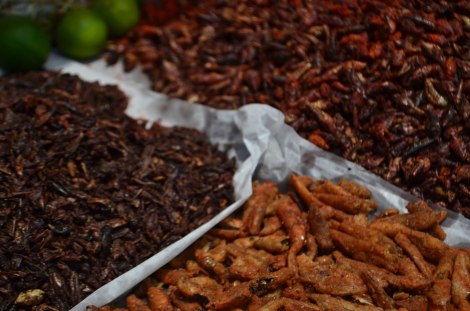 Chapulines = grillos. Con ajo, con sal, con ají... para todos los gustos!