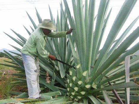Cortando las hojas al agave (Foto: culturacolectiva.com)