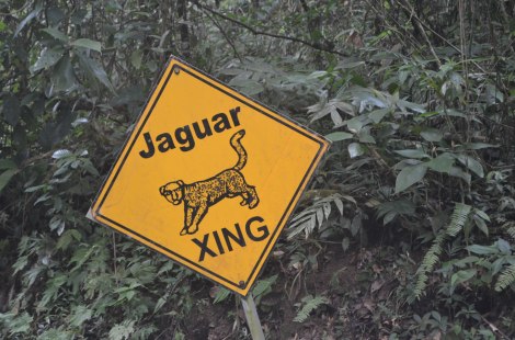 Precaución: Cruce de jaguar!... a dónde!!!???