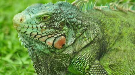 Iguana gigante