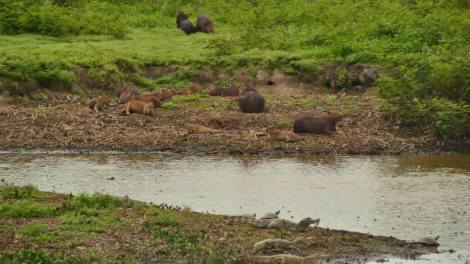 Capibaras y cocodrilos conviven en Hato El Cedral