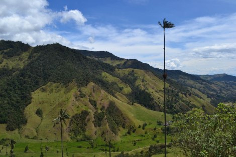 Cocora_upachalupa13