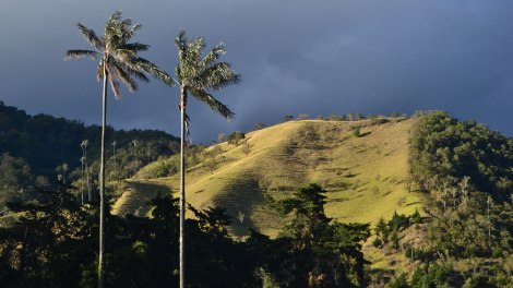 Cocora_upachalupa3