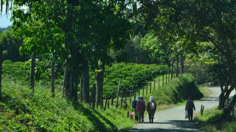 Eje_Cafetero_UpaChalupa