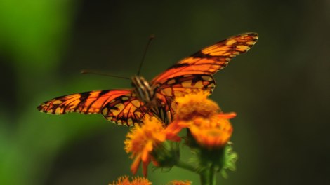 Mariposas de Mindo