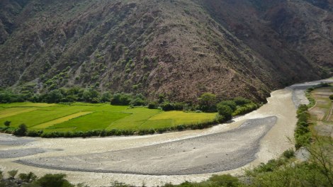 Arroceras del Valle de Utcubamba