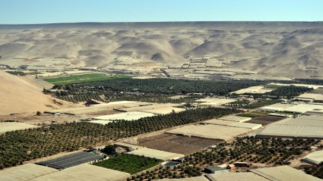 Vista de los olivos del Valle de Azapa
