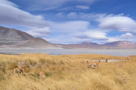 sanpedroatacama_upachalupa17