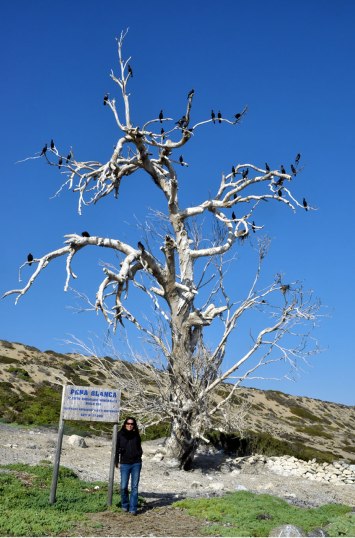 upachalupa_huasco_punta_choros06